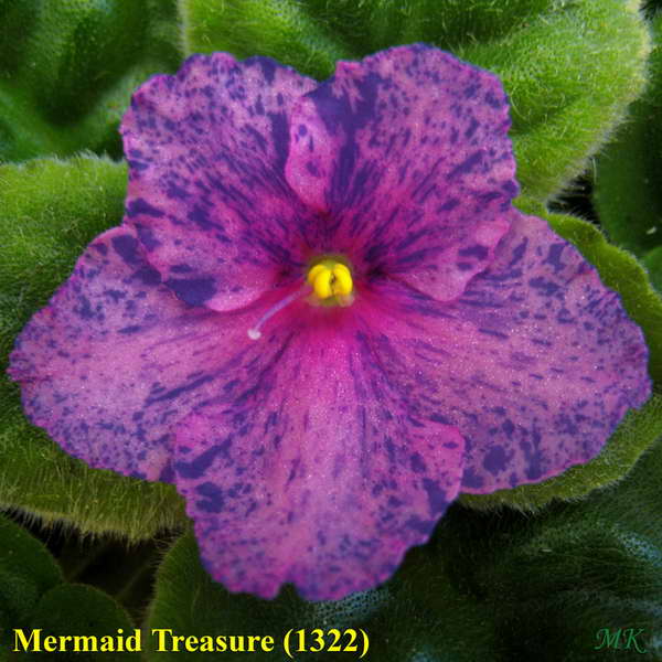  Mermaid Treasure 