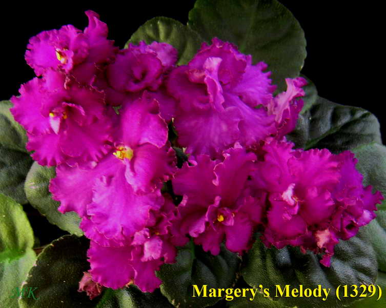  Margery's Melody 
