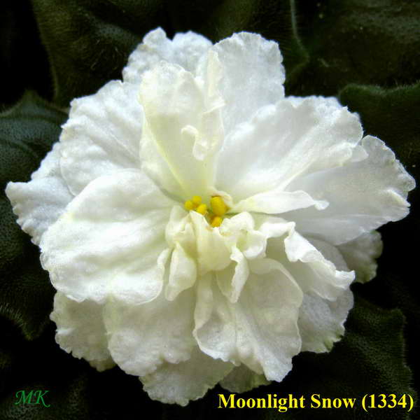  Moonlight Snow 