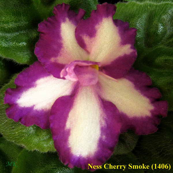  Ness' Cherry Smoke 