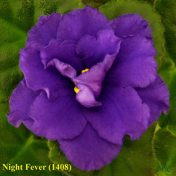  Night Fever 