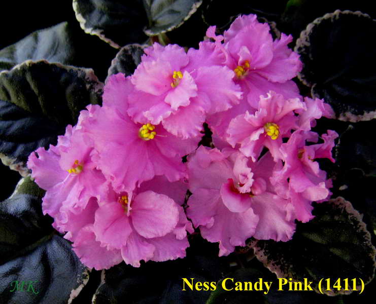  Ness Candy Pink 