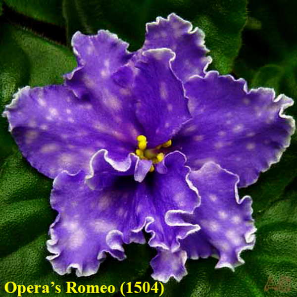  Opera's Romeo 