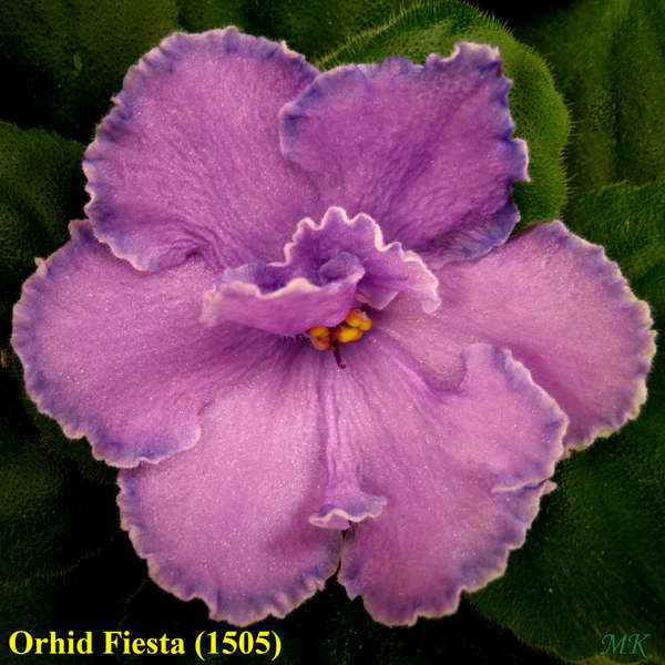  Orhid Fiesta 