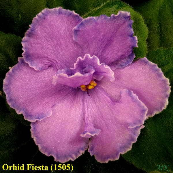  Orhid Fiesta 