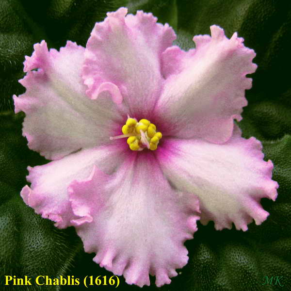  Pink Chablis 