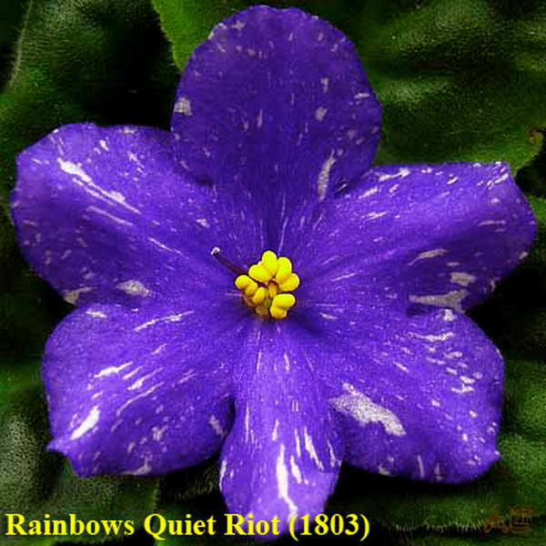  Rainbows Quiet Riot 