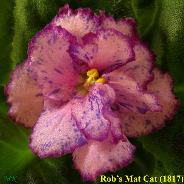  Rob's Mat Cat 