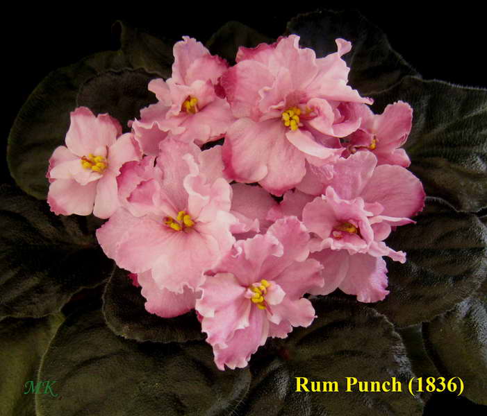  Rum Punch 