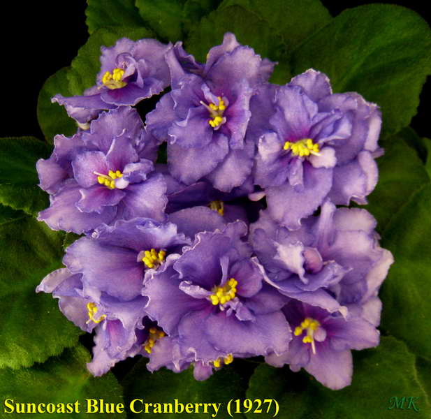  Suncoast Blue Cranberry 