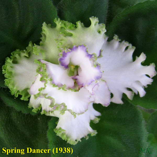  Spring Dancer 