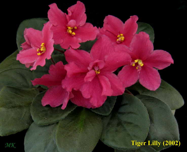  Tiger Lily 