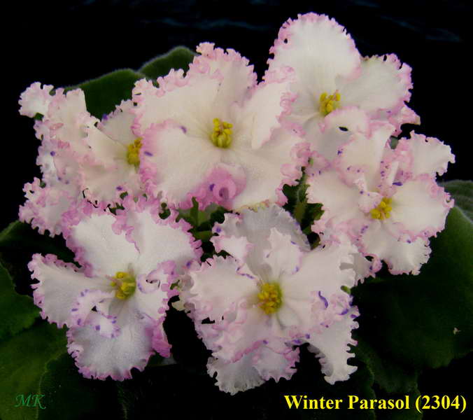  Winter Parasol 