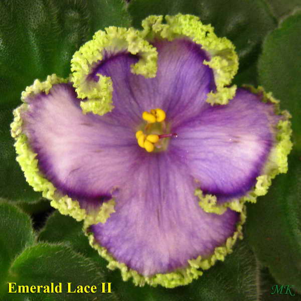  Emerald Lace II 