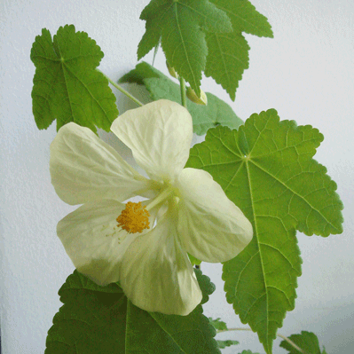    (Abutilon bella) -  