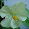    (Abutilon bella) - 