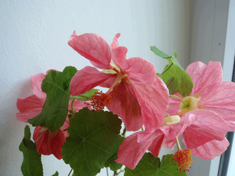    (Abutilon bella)   