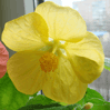    (Abutilon bella)  