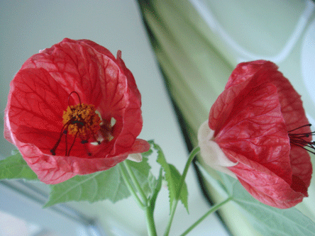    (Abutilon hybridum ) - 