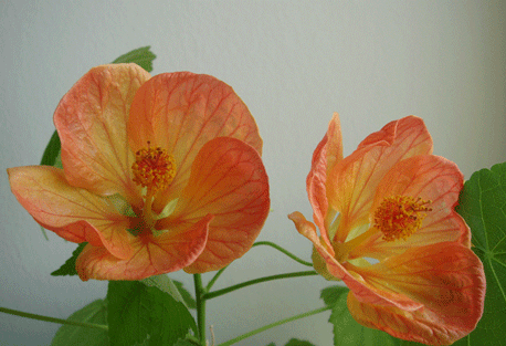    (Abutilon hybridum ) - 