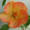    (Abutilon hybridum ) -