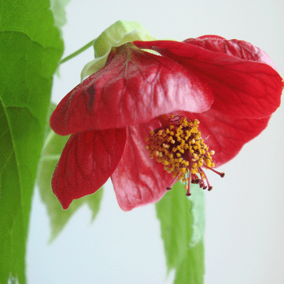    (Abutilon hybridum )  