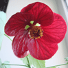    (Abutilon hybridum ) 