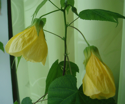    (Abutilon hybridum )  