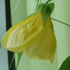   (Abutilon hybridum ) 