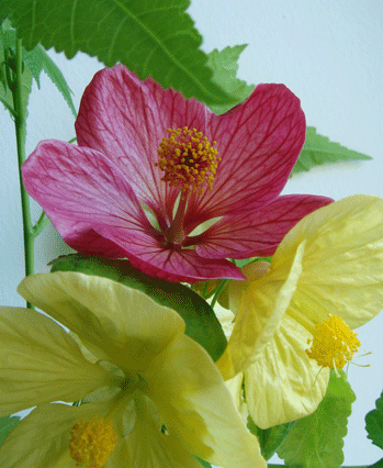    (Abutilon hybridum ) - 