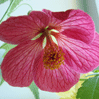    (Abutilon hybridum ) -