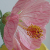    (Abutilon hybridum ) -