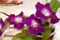 Стрептокарпус Persian Carpet