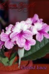 Стрептокарпус Orchid Lace