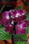 Стрептокарпус Bristol's Black Cherry