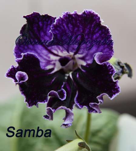  Samba 