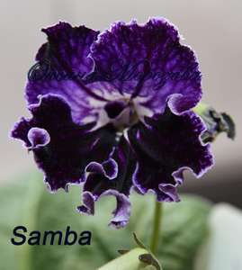 Стрептокарпус Samba