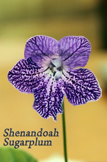  Shenandoah Sugarplum 