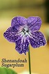  Shenandoah Sugarplum