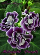 Глоксиния Midnight Purple (?)
