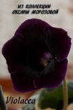 Глоксиния Violacea