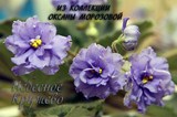 Фиалка Небесное Кружево