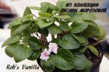 Фиалка Rob's Vanilla Trail