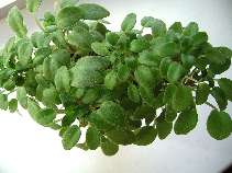 Taita Safina
