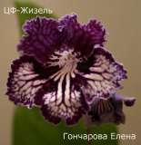 Стрептокарпус ЦФ-Жизель