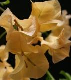 Thai Gold