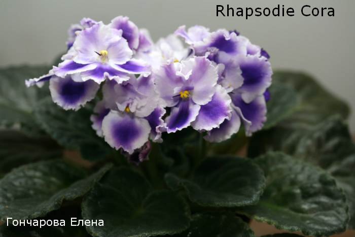  Rhapsodie Cora 