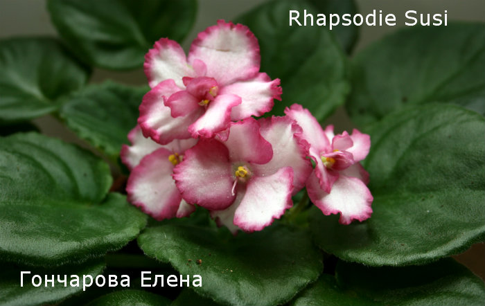  Rhapsodie Susi 