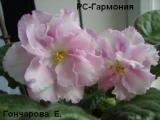 Фиалка РС-Гармония
