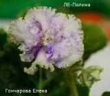 Фиалка ЛЕ-Полина